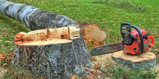 Best Tree Trimming and Pruning  in Bridgeport, WV