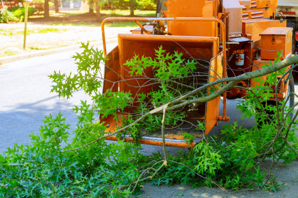 Best Storm Damage Tree Cleanup  in Bridgeport, WV