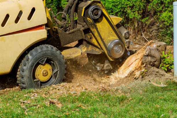 Best Lawn Grading and Leveling  in Bridgeport, WV