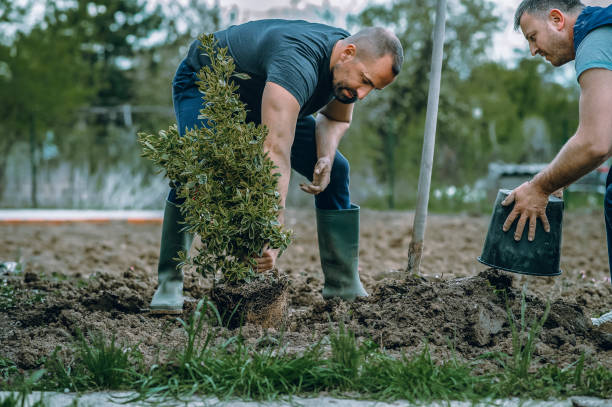 Best Lawn Maintenance Plans  in Bridgeport, WV