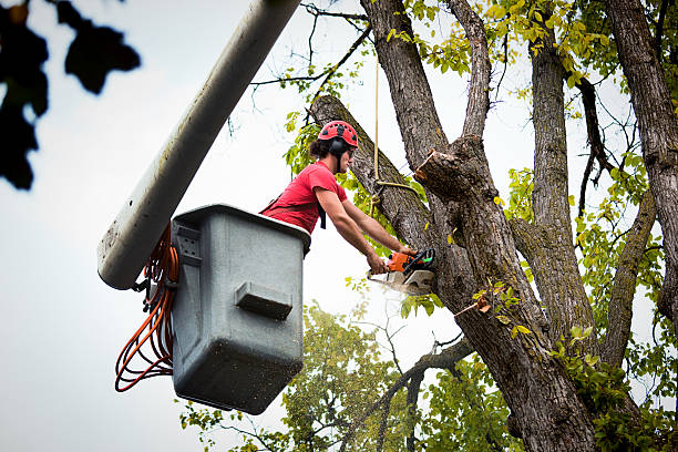 Best Utility Line Clearance  in Bridgeport, WV