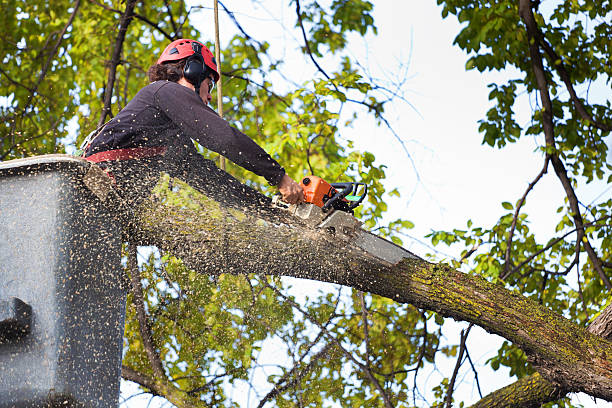 Best Tree Disease Treatment  in Bridgeport, WV