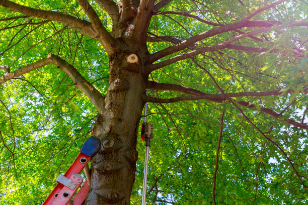 Best Tree Health Inspection  in Bridgeport, WV